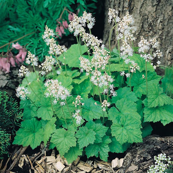 Planta Omnia Garden Spetsmössa Moorgrün