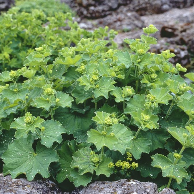 Planta Omnia Garden Liten praktdaggkåpa