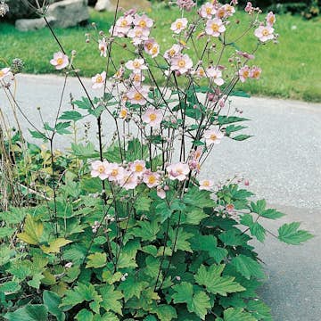 Planta Omnia Garden Höstanemon Königin Charlott