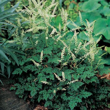 Planta Omnia Garden Koreansk plymspirea