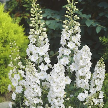 Planta Omnia Garden Trädgårdsriddarsporre Galahard