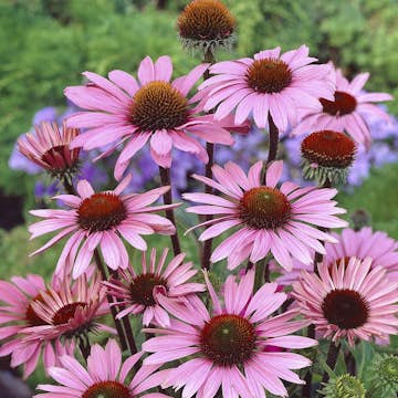 Planta Omnia Garden Röd solhatt Magnus