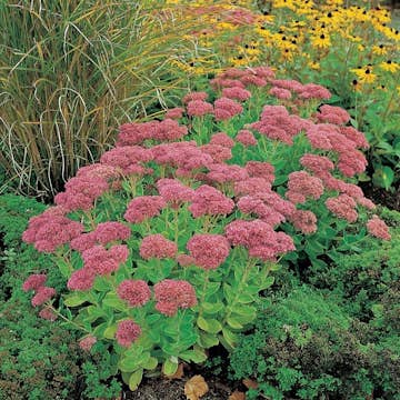 Planta Omnia Garden Kärleksört Herbstfreude