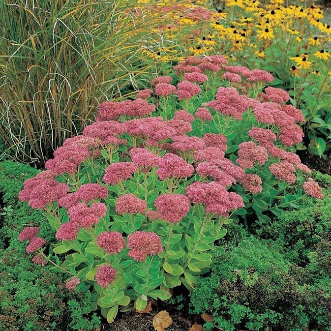 Planta Omnia Garden Kärleksört Herbstfreude