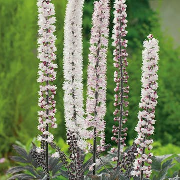 Planta Höstsilverax Omnia Garden Pink Spike