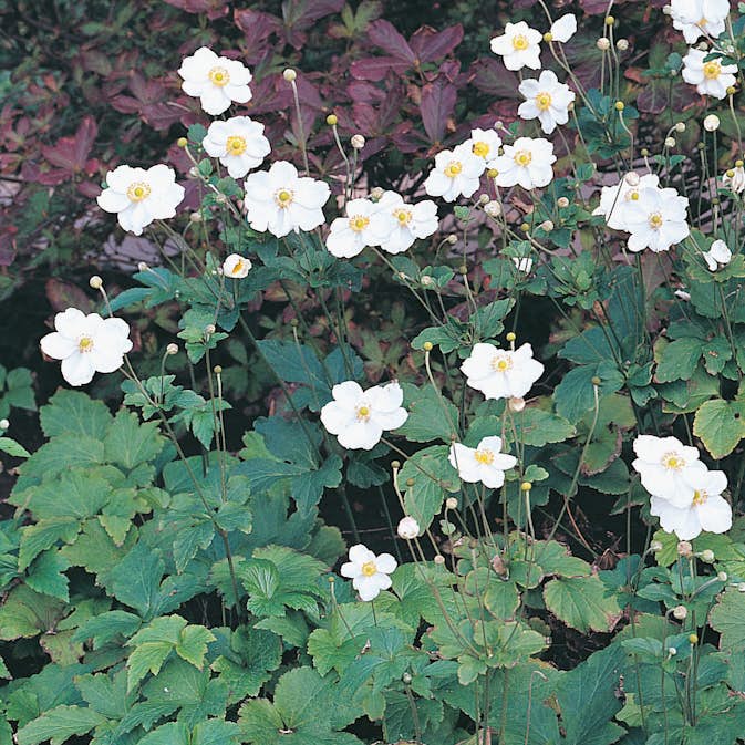 Planta Höstanemon Omnia Garden Honorine Jobert
