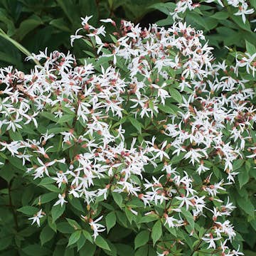 Planta Gillenia Omnia Garden Trebladspira