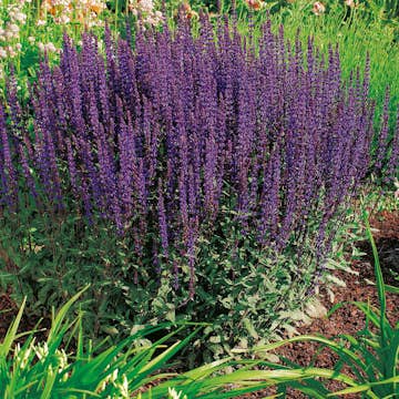 Stäppsalvia Omnia Garden Caradonna