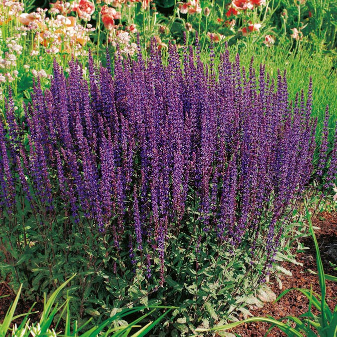 Stäppsalvia Omnia Garden Caradonna