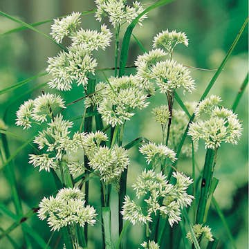 Planta Omnia Garden Silverfryle