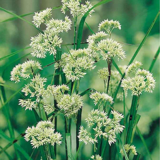 Planta Omnia Garden Silverfryle