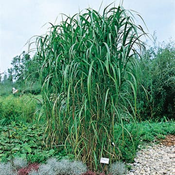 Prydnadsgräs Elefant Omnia Garden Elefantmiskantus