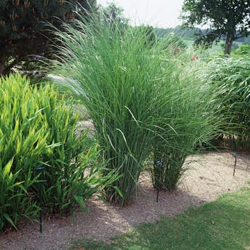 Prydnadsgräs Glansmiskantus Omnia Garden Japanskt Gräs Gracillimus