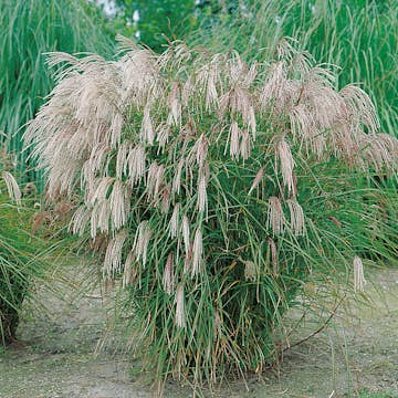 Prydnadsgräs Glansmiskantus Omnia Garden Japanskt Gräs Kleine Fontäne