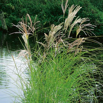 Prydnadsgräs Glansmiskantus Omnia Garden Japanskt Gräs Kleine Silberspinne