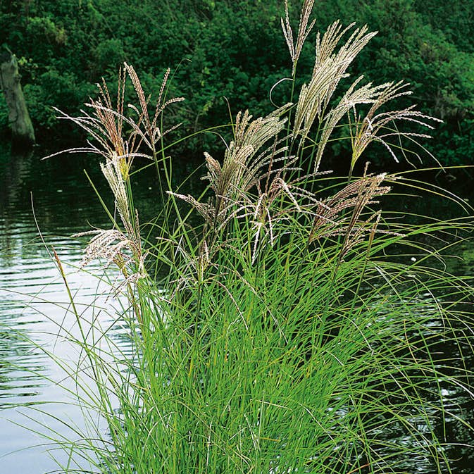 Prydnadsgräs Glansmiskantus Omnia Garden Japanskt Gräs Kleine Silberspinne
