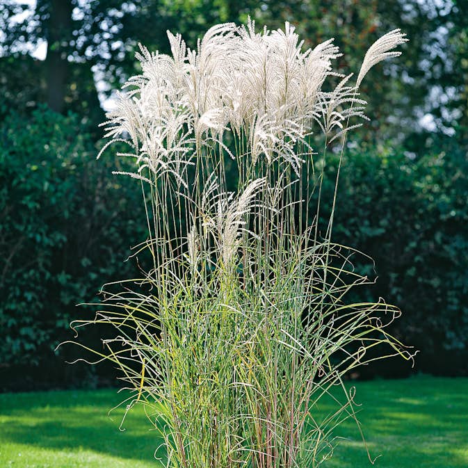 Prydnadsgräs Glansmiskantus Omnia Garden Japanskt Gräs Silberfeder
