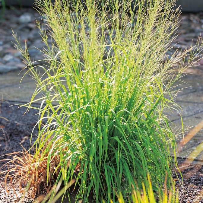 Prydnadsgräs Jättetåtel Omnia Garden Transparent