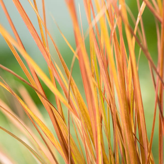 Planta Omnia Garden Fasanfjädergräs Sirocco