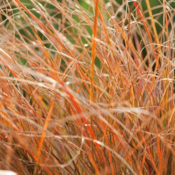 Planta Omnia Garden Brandstarr Prairie Fire