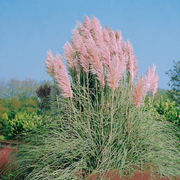Planta Omnia Garden Pampasgräs Rosea