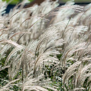 Planta Omnia Garden Glansmiskantus Adagio