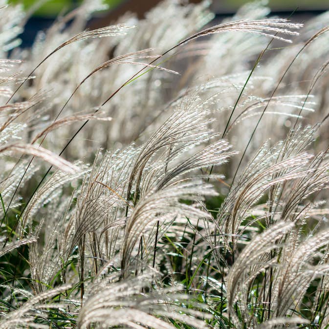 Planta Omnia Garden Glansmiskantus Adagio