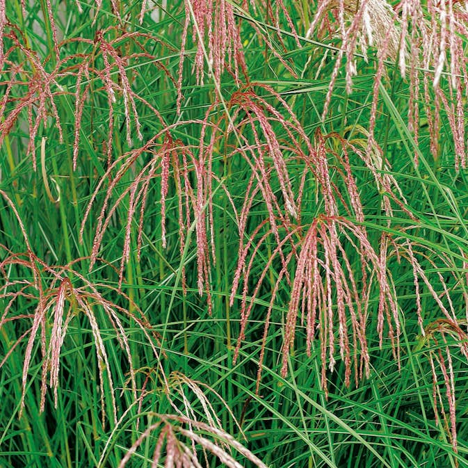 Planta Omnia Garden Glansmiskantus Flamingo