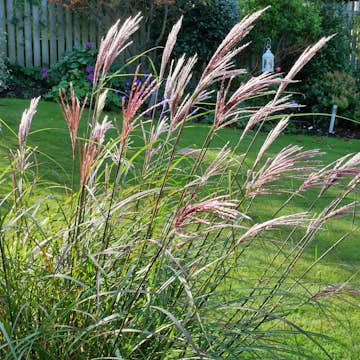 Planta Omnia Garden Glansmiskantus Red Chief