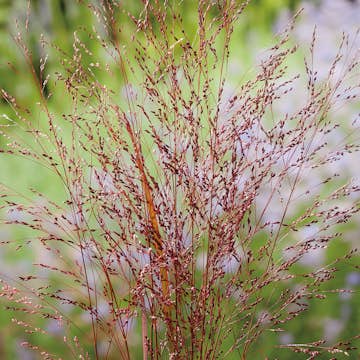 Planta Omnia Garden Jungfruhirs Squaw