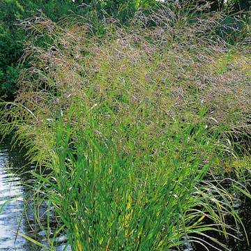 Planta Omnia Garden Jungfruhirs Squaw
