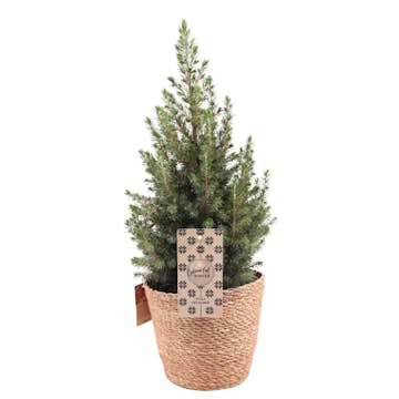 Julgran Omnia Garden Sockertopp C2 60-65 cm Med Flätad Korg