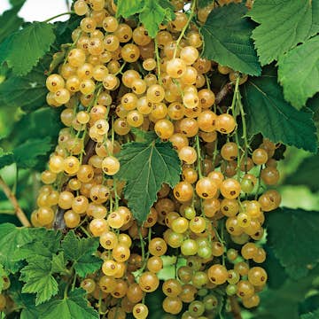 Buske Gulvita Vinbär Omnia Garden 60-80 cm