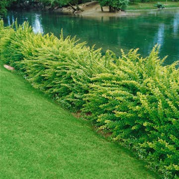 Prydnadsbuske Omnia Garden Häckberberis Krukodlad