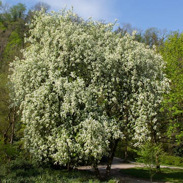 Prydnadsträd Omnia Garden Hägg, Vit Blomning & Grönt Lövverk, 120-175 cm