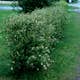 Planta Häggmispel Omnia Garden Amelanchier Spicata 50-80 cm