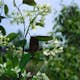 Planta Häggmispel Omnia Garden Amelanchier Spicata 50-80 cm