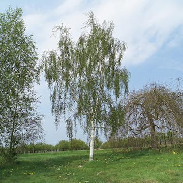 Prydnadsträd Omnia Garden Hängbjörk - Grönt Lövverk & Gul Blomning, 150-200 cm