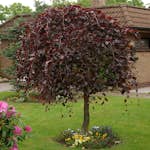 Prydnadsträd Omnia Garden Hängblodbok, Rött Lövverk & Gul Blomning, 100-125 cm