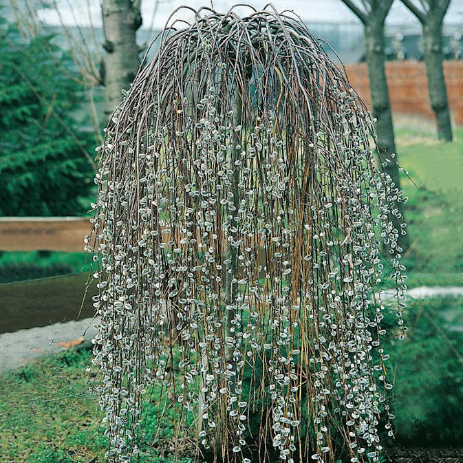 Prydnadsträd Hängsälg Omnia Garden Grönt Lövverk med Grenrik Krona 100-120 cm