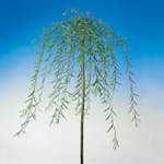 Prydnadsträd Hängvide Omnia Garden 100-120 cm