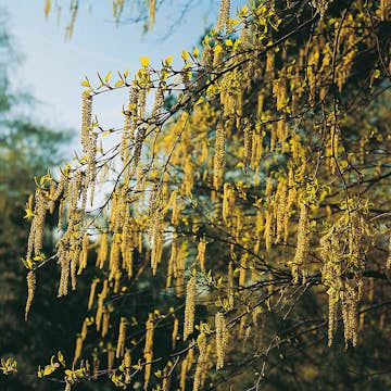 Prydnadsbuske Omnia Garden Hassel