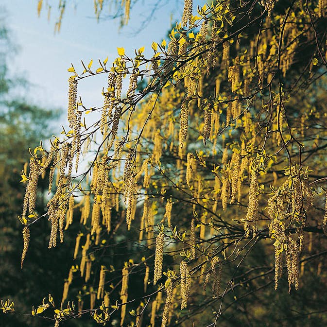 Prydnadsbuske Omnia Garden Hassel