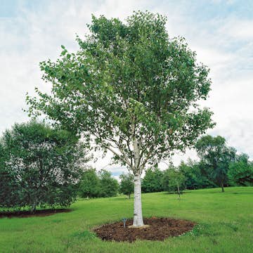 Prydnadsträd Omnia Garden Himalajabjörk, Gröna Lövverk & Gul Blomning, 150-200 cm