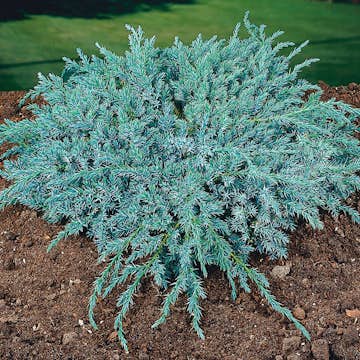 Himalaya-en Omnia Garden Blue Carpet 30-35 cm