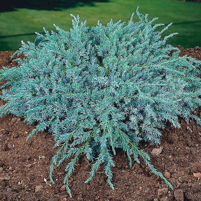 Himalaya-en Omnia Garden Blue Carpet 30-35 cm