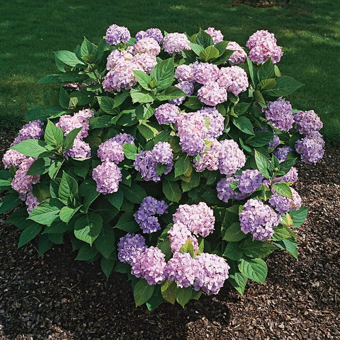 Prydnadsbuske Omnia Garden Hortensia Blå