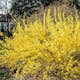 Prydnadsbuske Omnia Garden Prydnadsbuske Hybridforsythia 125-150cm