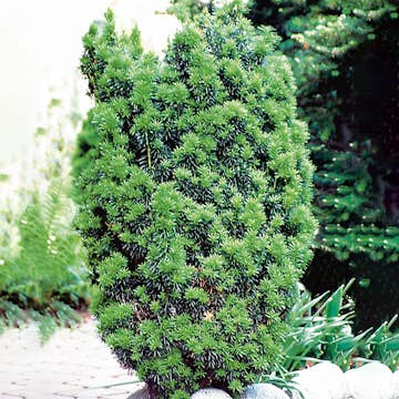 Hybrididegran Omnia Garden Hicksii 50-60 cm