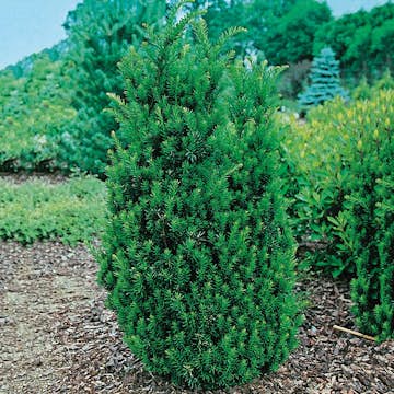 Hybrididegran Omnia Garden Hillii 30-40 cm